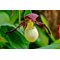 Башмачок  Кентукки /          Cypripedium Kentucky, Garden Orchid